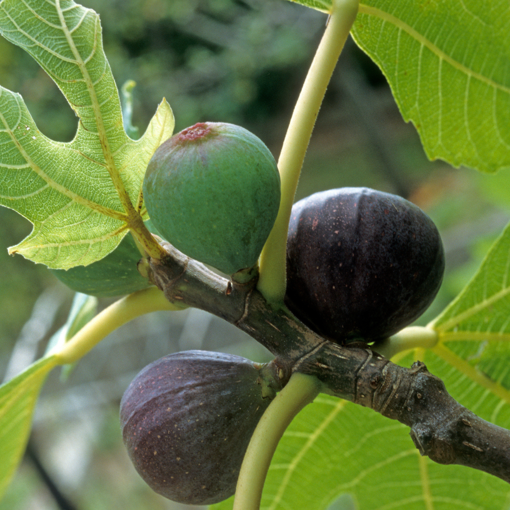 Beers Black Fig Tree - Live Bare Root Plant - Cold-Hardy Ficus carica - Sweet Dark Purple Figs for Garden or Patio