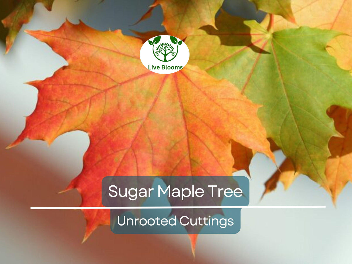 Fresh Cut Sugar Maple Cuttings - 8 Unrooted Scions for Grafting - Acer saccharum - Hardy Tree for Propagation and Home Gardens