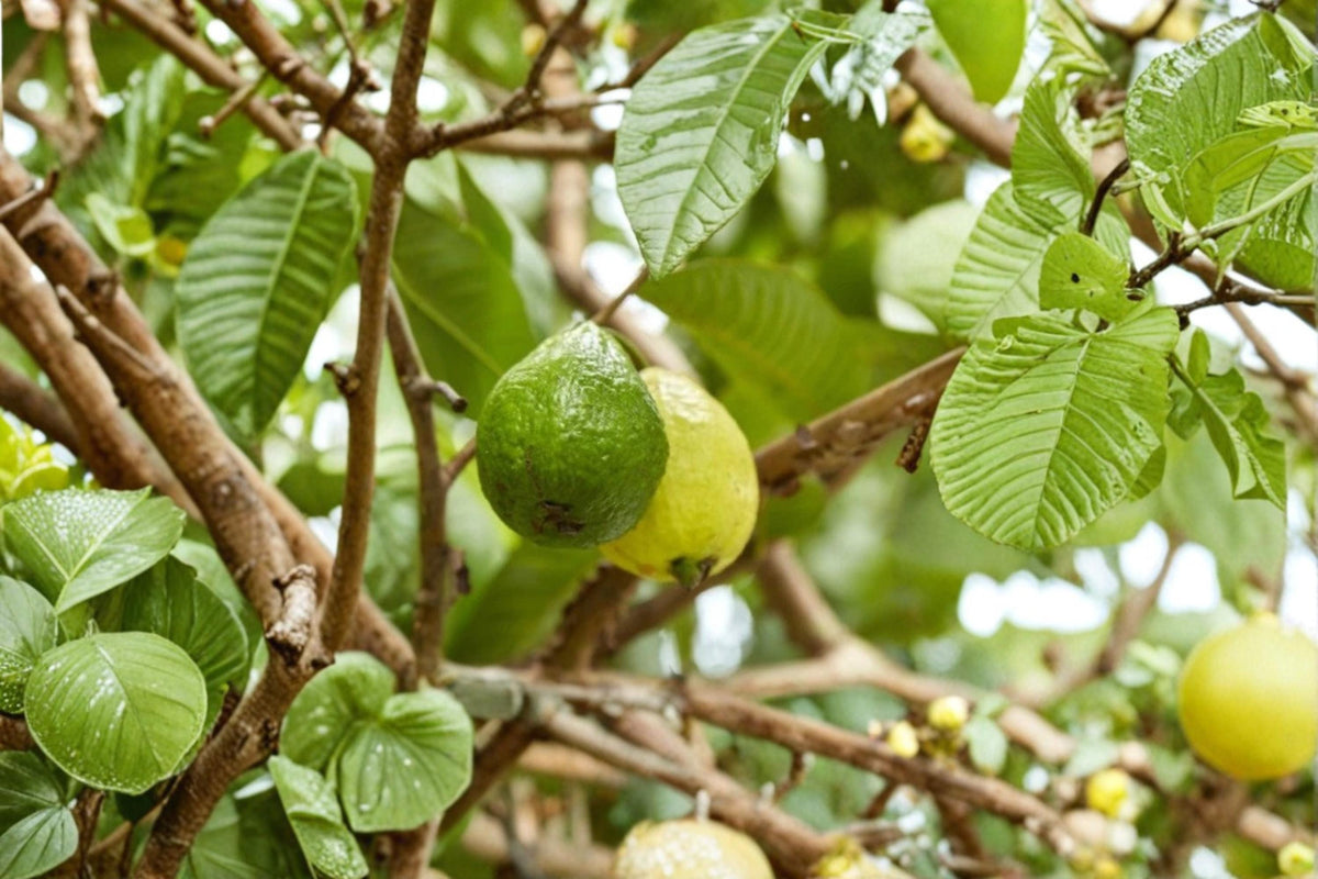 Arabian Guava Plant 8-12" Tropical Fruit Tree Psidium guajava, Evergreen with Fragrant Flowers, Ideal for Garden or Container