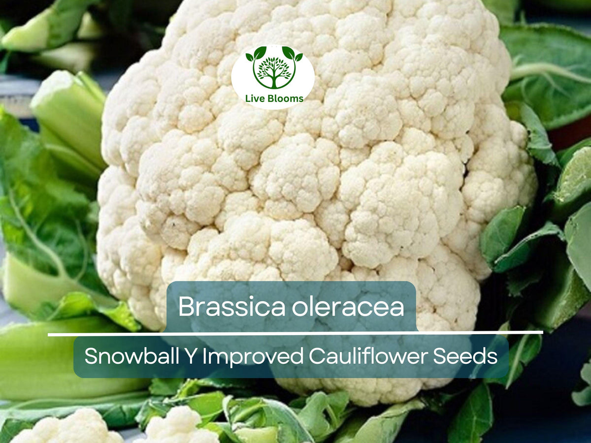 100 Seeds Cauliflower Snowball Y Improved | Brassica oleracea Heirloom for Crisp White Harvests, Ideal for Gardening