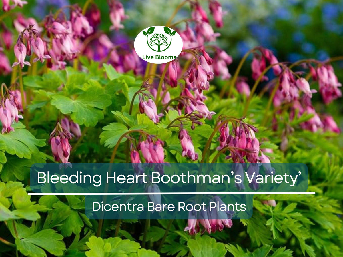 Bleeding Heart Plant - Bare Root Dicentra 'Boothman's Variety' - Pink Heart-Shaped Flowers - Shade-Loving Perennial