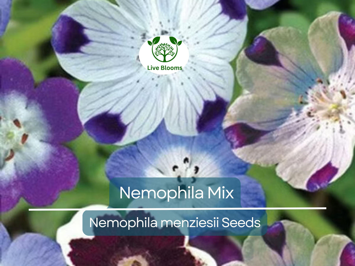 500 Seeds Nemophila Mixed Colors, Non-GMO Annual, Easy to Grow Spring Bloomer, Pollinator-Friendly, Vibrant Flowers