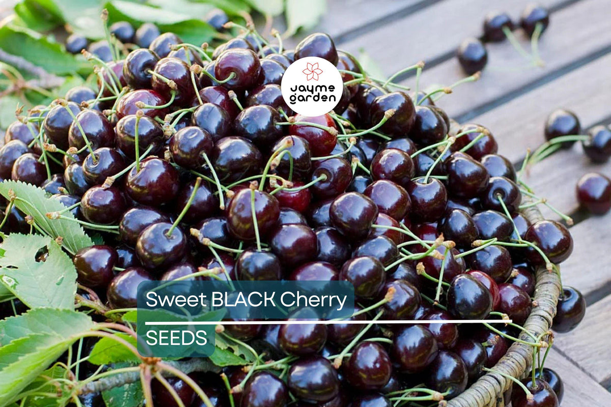 30 Black Cherry Tree Seeds - Prunus serotina - Sweet Dark Fruit - Easy to Grow - Ideal for Home Gardens & Orchards
