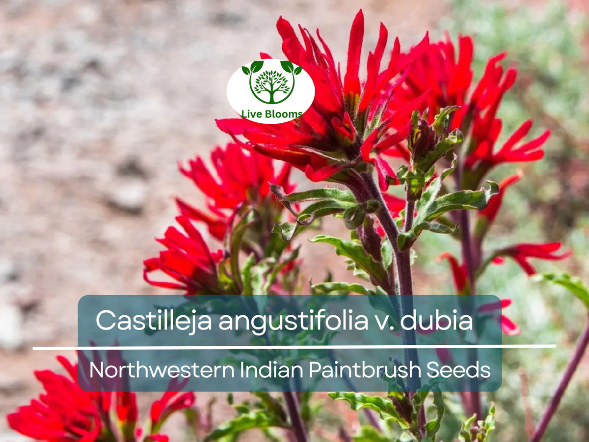 300 Seeds Castilleja angustifolia v. dubia Northwestern Indian Paintbrush Red Wildflower for Pollinator Gardens