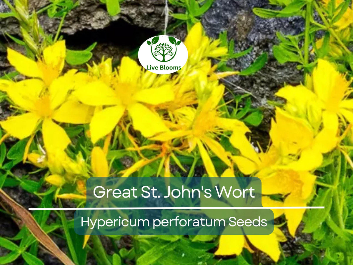 200 Seeds Great St. John's Wort, Hypericum Perforatum, Yellow Perennial Herb, Non-GMO, Easy-Grow for Gardens