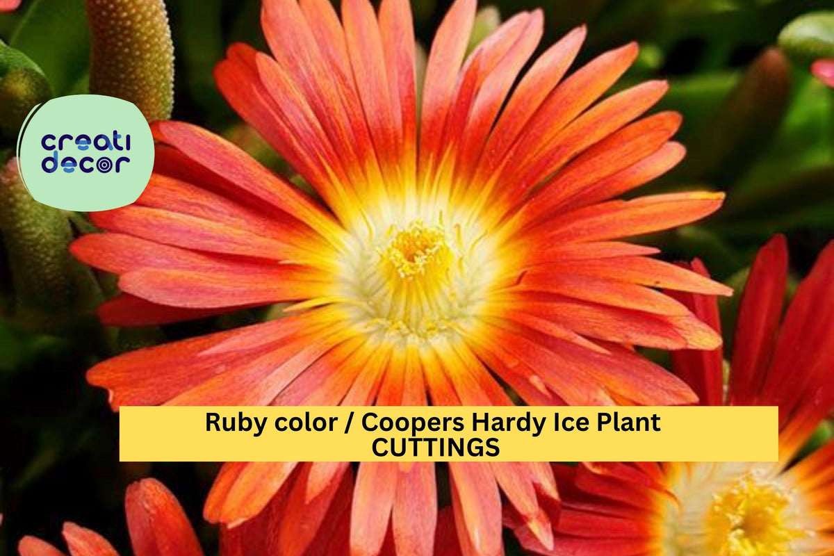 10 Ruby Ice Plant Cuttings | 6" Unrooted Delosperma Cooperi | Hardy Drought-Tolerant Succulent Ground Cover for Sunny Gardens