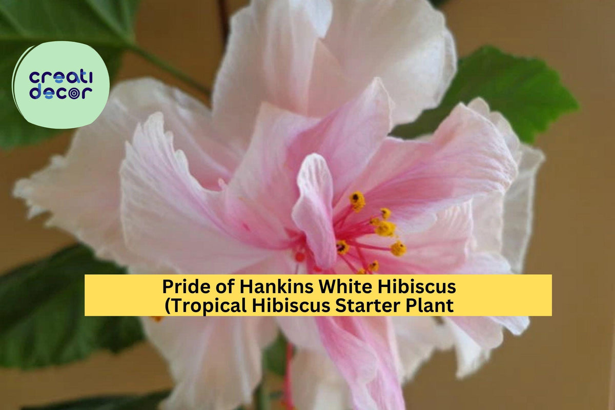 Pride of Hankins White Hibiscus Starter Plant - Triple White Blooms, Tropical Flowering Shrub - Hibiscus rosa-sinensis ‘Pride of Hankins’