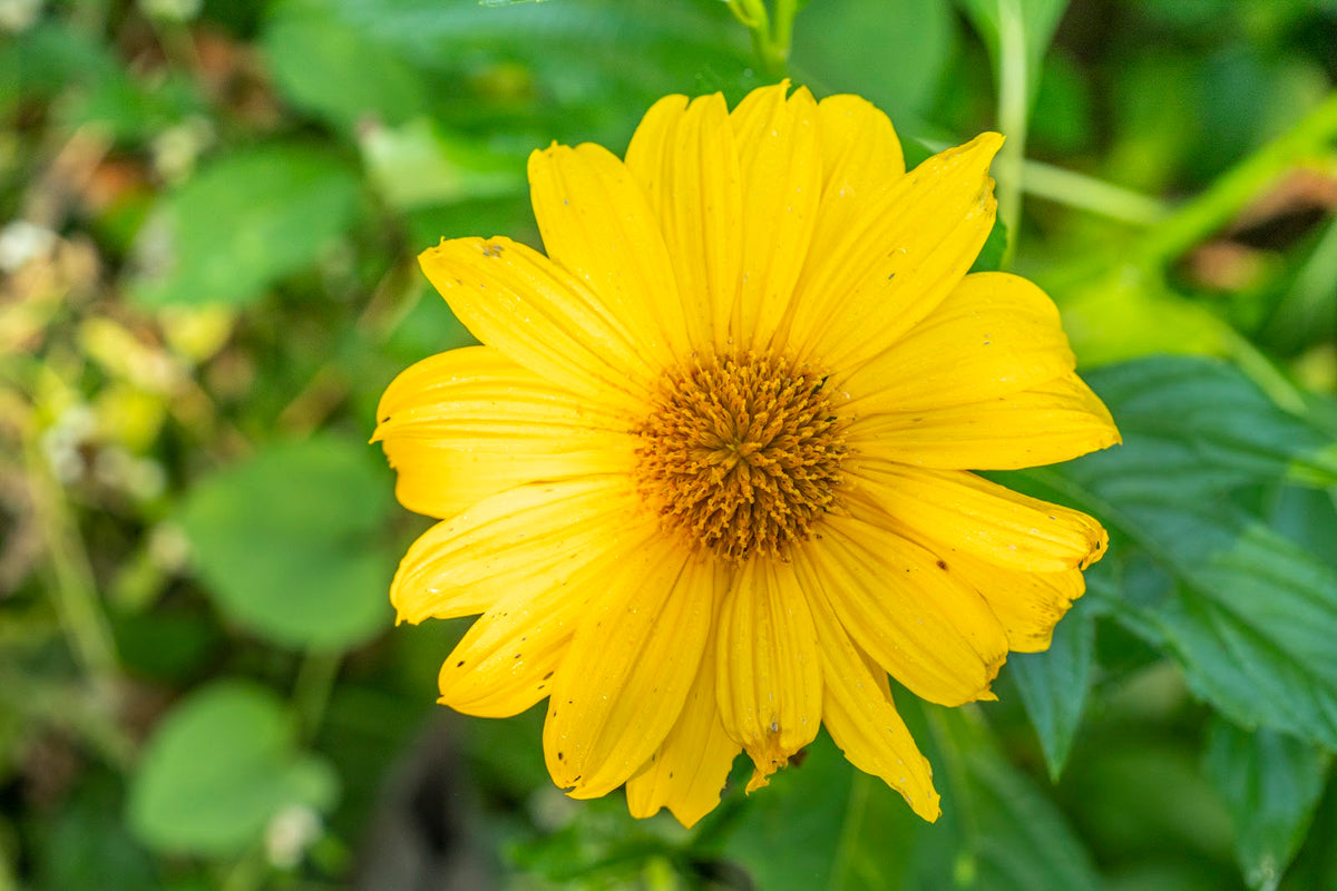 5 Mexican Sunflower Cuttings - Tithonia diversifolia - Unrooted Stems for Gardens, Pollinator Plants, Fast-Growing Blooms