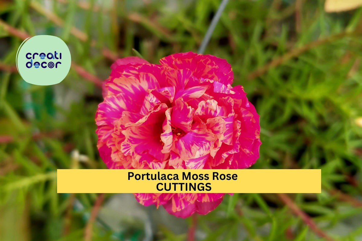 Moss Rose Cuttings - 8 Unrooted Pink Portulaca Grandiflora Succulent Starter Plants for Summer Ground Cover