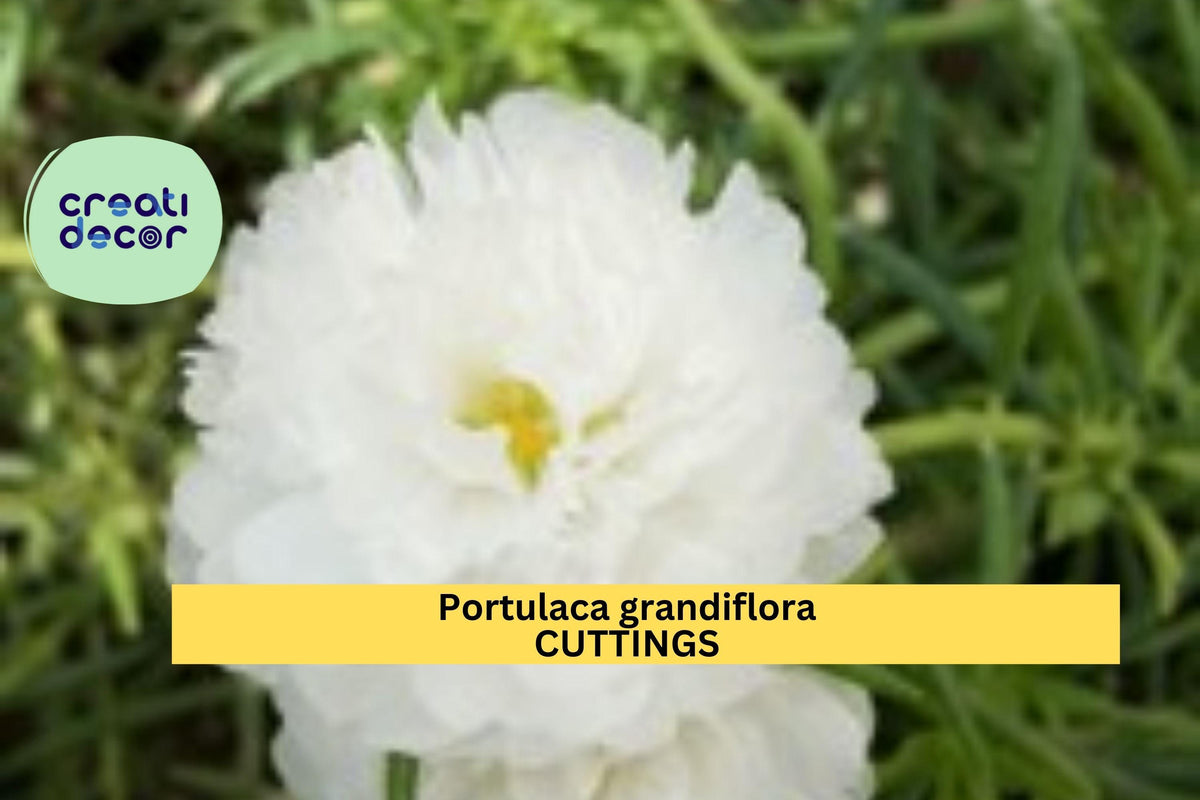Portulaca grandiflora 'Spearmint' Cuttings | Unrooted Moss Rose Stems | Drought-Tolerant Succulent | Green-Speckled Blooms