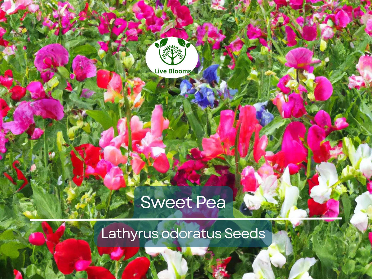 50 Sweet Pea Vine Seeds | Royal Family Flower Garden Mix | Fragrant Climbing Vines | Colorful Mix for Trellises & Fences