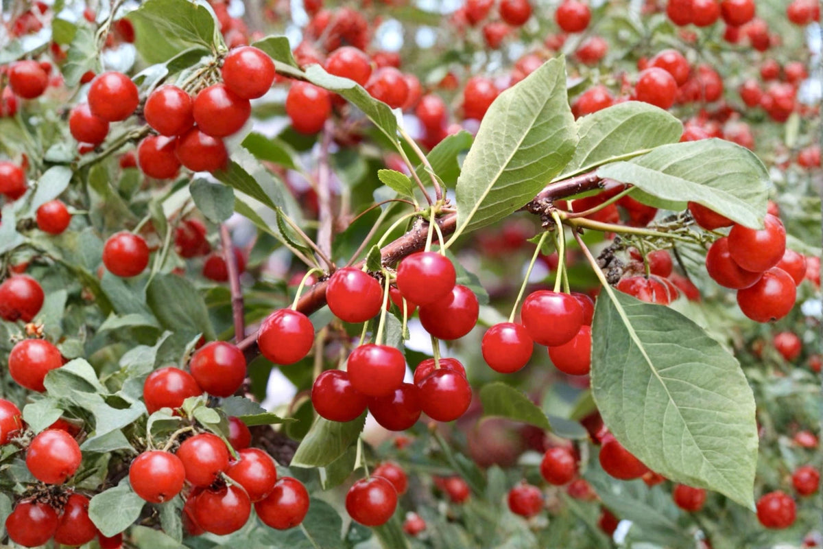 Montmorency Cherry Cuttings 7 Unrooted Tart Cherry Tree Prunus cerasus - Deciduous Fruit with White Blossoms & Red Cherries