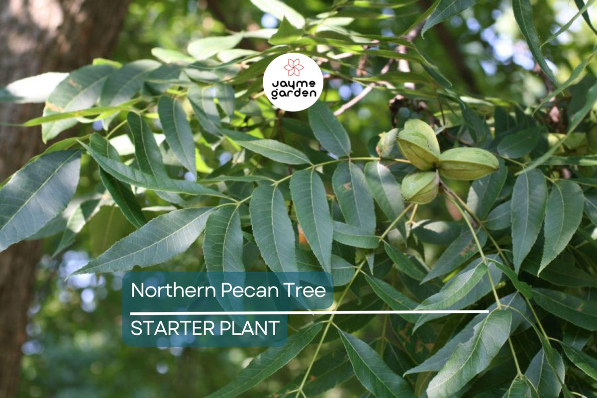 Northern Pecan Tree Seedling 12"-18" Tall | Carya illinoinensis | Cold Hardy for USDA Zones 4-9 | Fall Foliage Tree