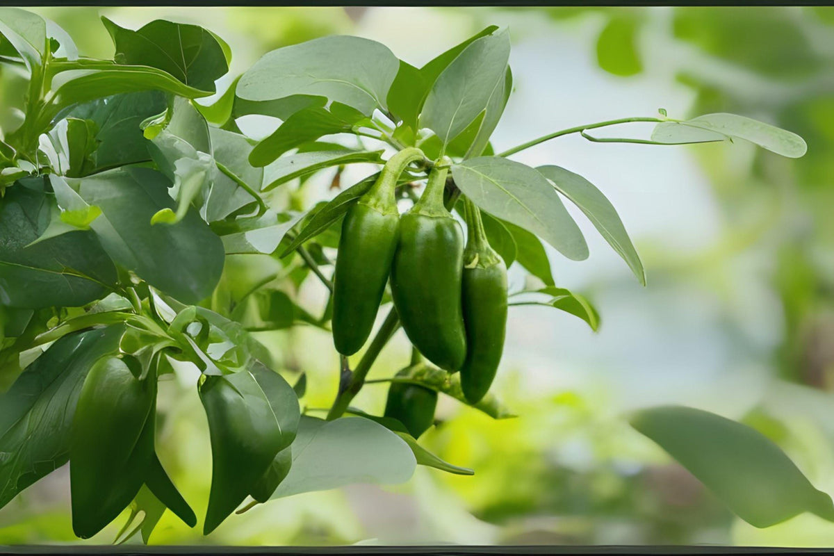 Jalapeño Hot Pepper Seeds - Heirloom Chili, 30 Seeds - Capsicum annuum