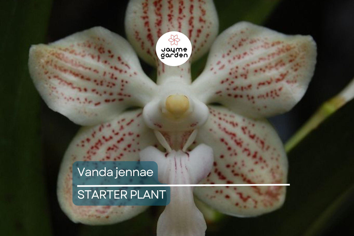 Rare Vanda Jennae Seedling | 6-Inch Potted Orchid | Exotic Tropical Plant for Indoor & Outdoor Growth | Vanda Orchid