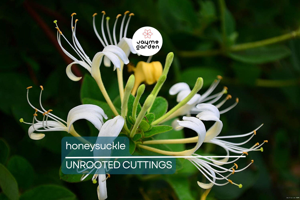 Honeysuckle Cuttings 6-Pack | Unrooted 6"-8" Fragrant Vine | Lonicera spp. | Fast Growing, Easy to Propagate, Pollinator Friendly