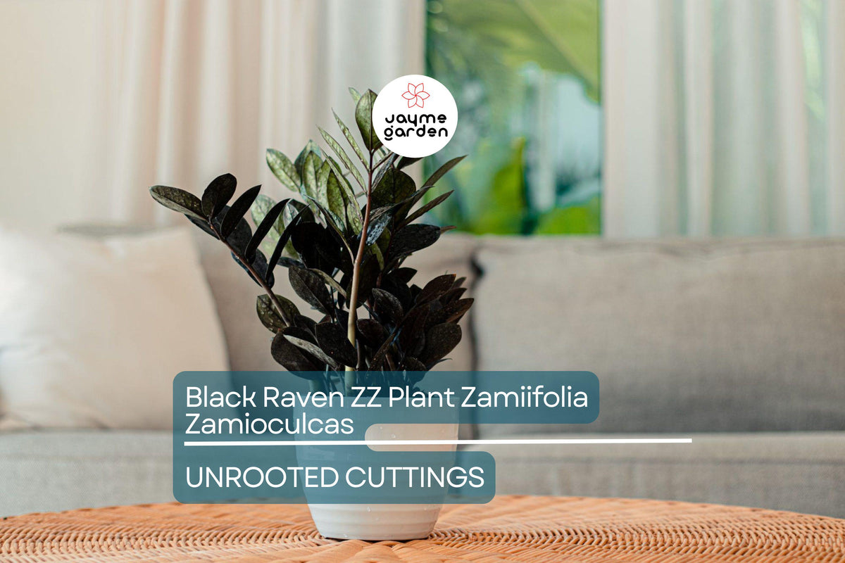 Black Raven ZZ Plant Cutting | 2 Node Fresh Cutting | Zamiifolia Zamioculcas | Pet Safe Indoor Houseplant