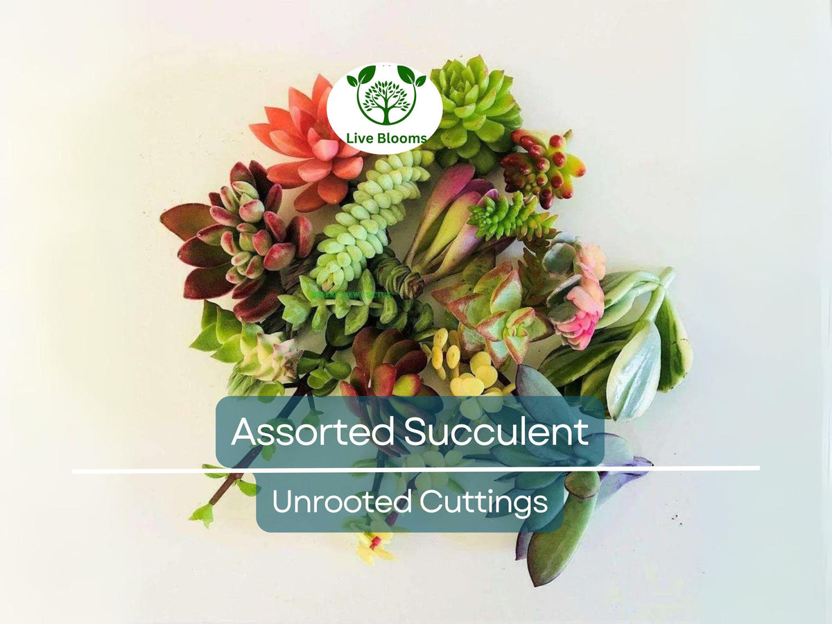 Assorted Succulent Cuttings Pack - 20 Varieties Echeveria, Crassula, Aloe, Sedum, Kalanchoe - Unrooted DIY Plant Collection
