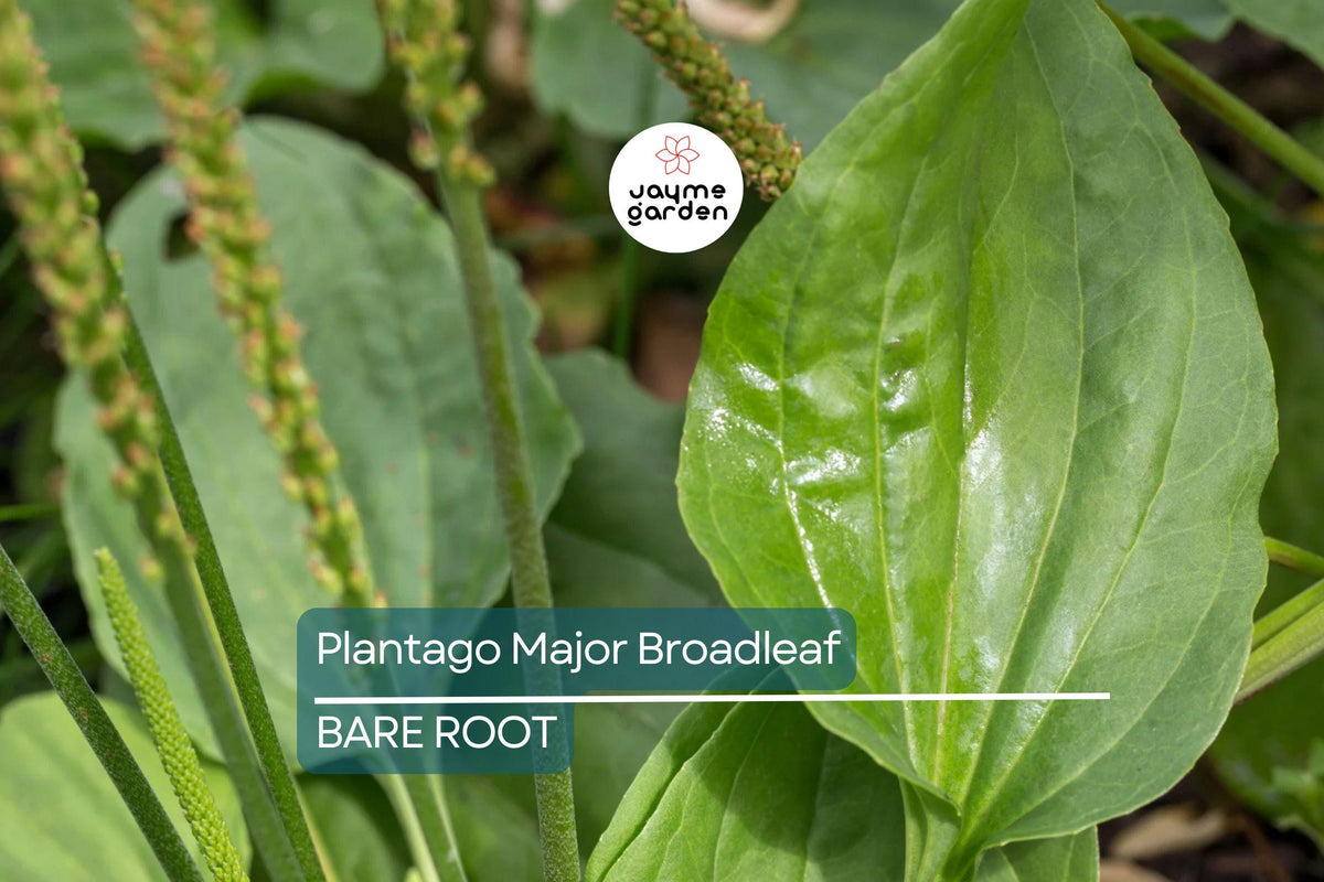 Bare Root Plants: 2 Plantago Major Broadleaf Plantain, Easy Care Perennial Herb, Drought-Tolerant Garden Plant, Plantago Major