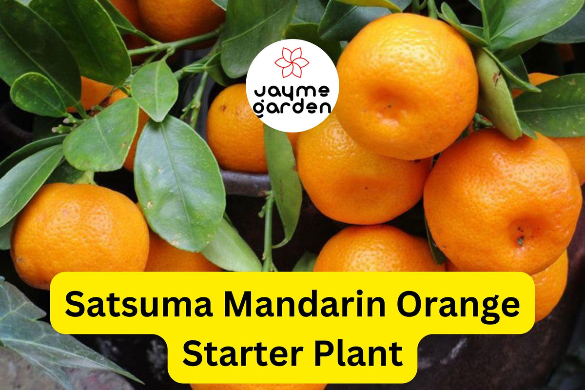 Satsuma Mandarin Orange Tree Seedling 4-10" Cold Hardy Citrus (Citrus reticulata) - Sweet, Fast Growing for Gardens & Containers
