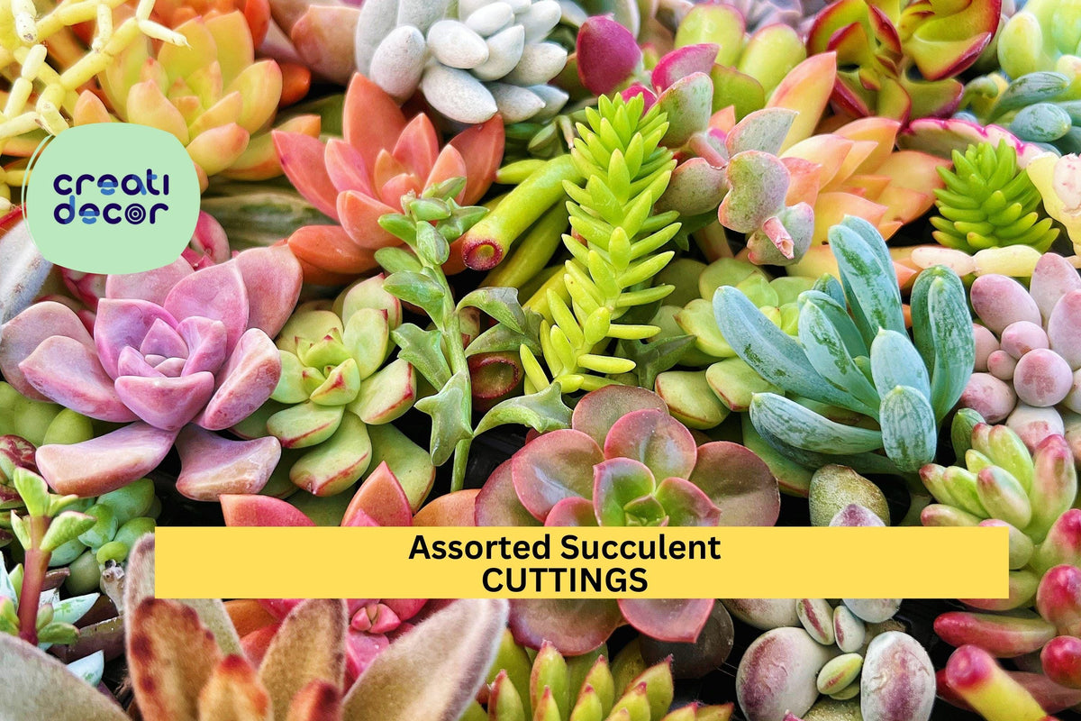 Assorted Succulent Cuttings - 20 Mixed Varieties - Echeveria, Sedum, Crassula - 3-5" Tall for Terrariums & Crafts