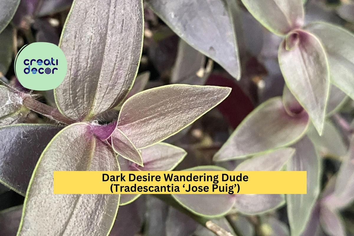 Dark Desire Wandering Dude Cuttings - Rare Purple-Green Tradescantia ‘Jose Puig’ - 2 Healthy Rooted Indoor Plants