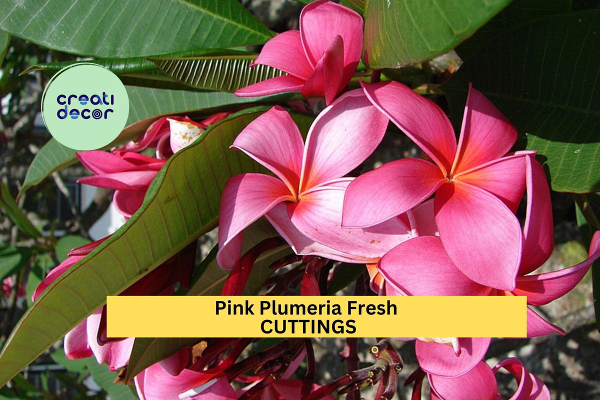 3 Pink Plumeria Cuttings - 10" Unrooted Stems | Plumeria rubra Tropical Flower for Pots & Planters