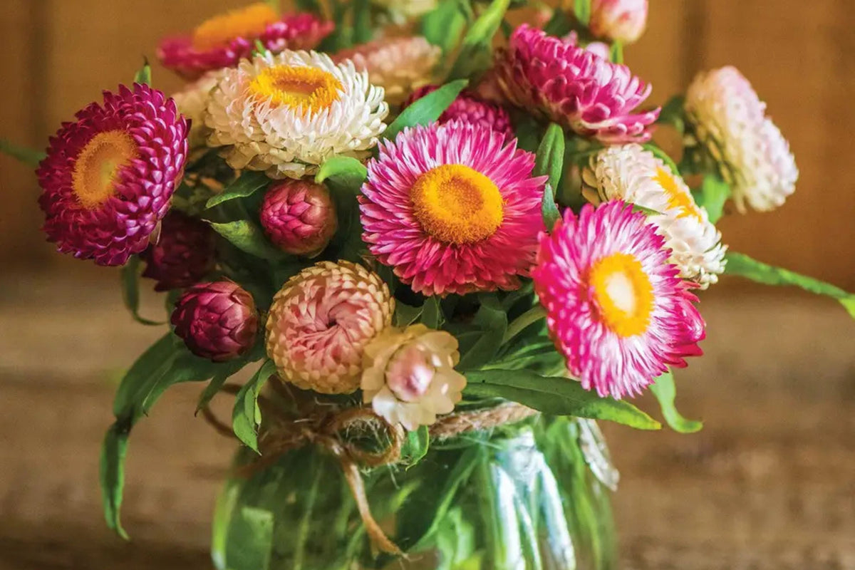Tom Thumb Mix Strawflower Seeds | Dwarf Everlasting Blooms | Red Yellow Pink White | Helichrysum bracteatum | Easy to Grow