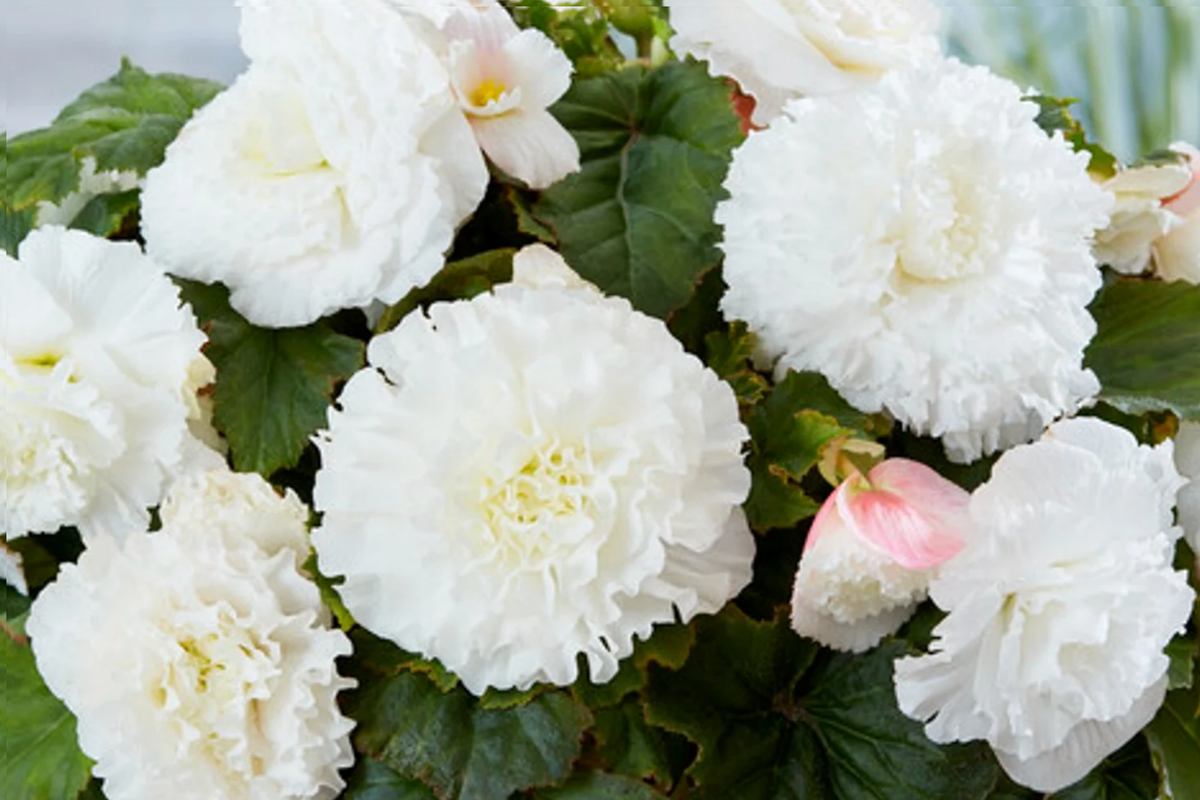 Begonia Seeds - Alabaster Charisma - Non-GMO Flower Seeds - 45 or 125 Seeds - Begonia x tuberhybrida - White & Pink Flowers