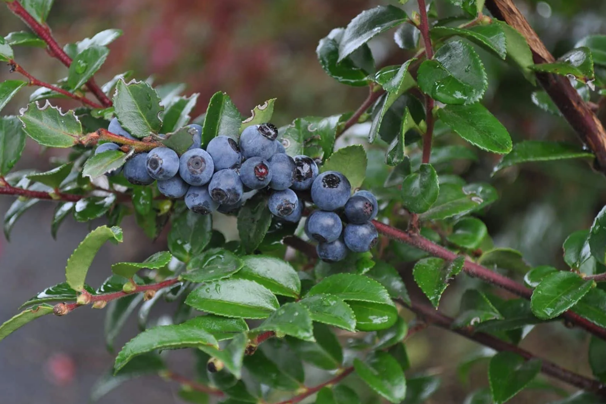 Huckleberry Seeds - Non-GMO - Solstice Variety - 125/300/500 Seeds - Vaccinium spp. - Ideal for Home Gardens