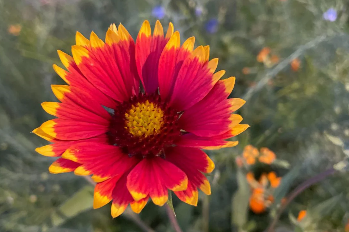 Finesse Blanket Flower Seeds, 200 Non-GMO Seeds, Vibrant Red Yellow Orange Blooms, Gaillardia aristata, Perennial Garden Flowers