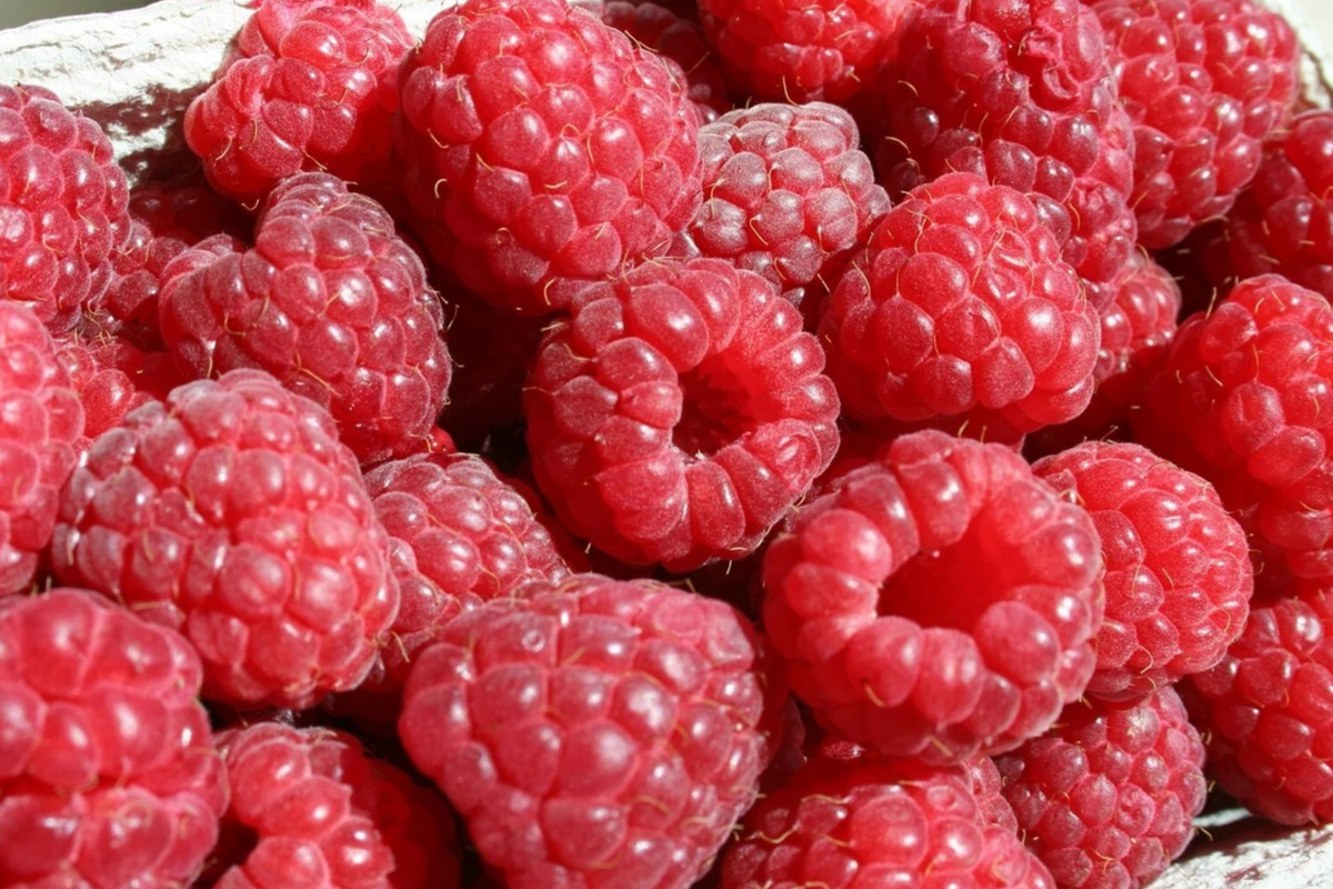 Rove Raspberry Seeds - Non-GMO Bulk Fruit Seeds, 125/300/750 Count, Rubus idaeus for Home Garden & Container Planting
