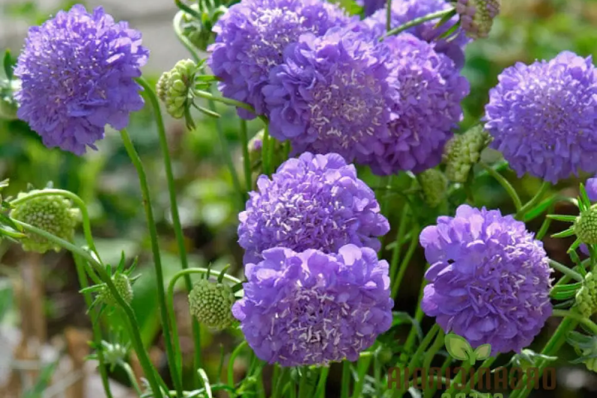 Scabiosa Seeds - 75+ Oxford Blue Flower Seeds - Scabiosa columbaria - Annual for Garden & Floral Arrangements