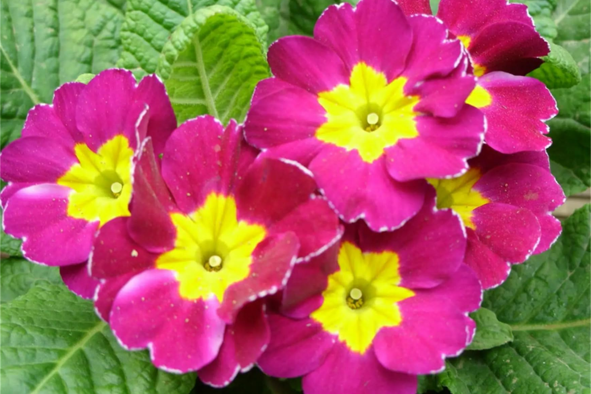 Primrose Seeds 125+ Bulk Annual Flower Seeds Primula vulgaris - Vibrant Colors for Garden, Containers, Pollinator Friendly