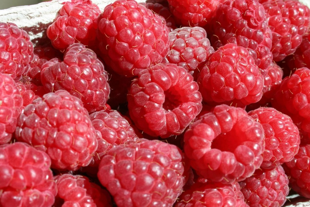 Berrylicious Raspberry Seeds - 125 Non-GMO Seeds for Planting (Rubus idaeus) - Sweet Flavor for Home Gardens and Container Gardening