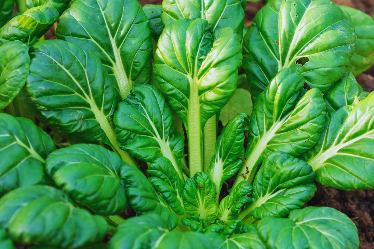 Tatsoi Mustard Seeds | Non-GMO Heirloom | Brassica rapa var. narinosa | 200 Seeds for Vegetable Gardening