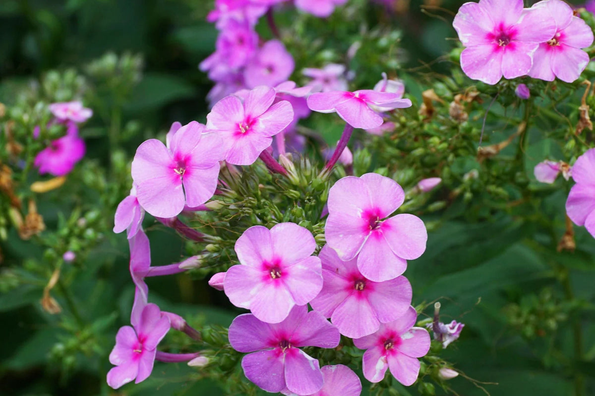 Brilliant Phlox Seeds | Pink Blooms with Dark Centers | Phlox drummondii | Fragrant, Pollinator-Friendly, Easy to Grow