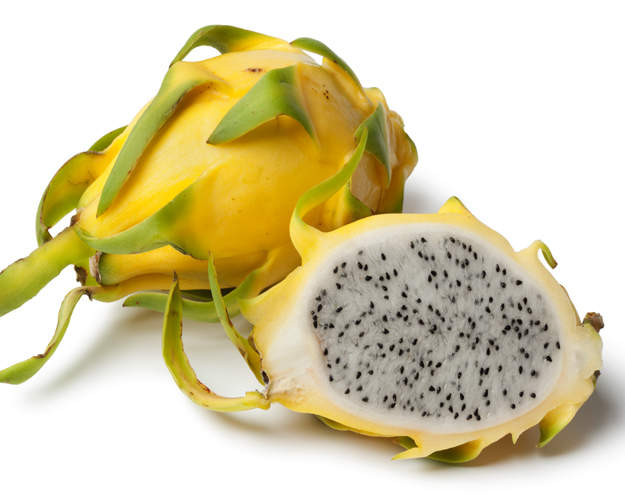 Yellow Dragon Fruit Plant | Live Bare Root Cactus | Hylocereus megalanthus | Sweet Yellow Variety for Garden or Patio