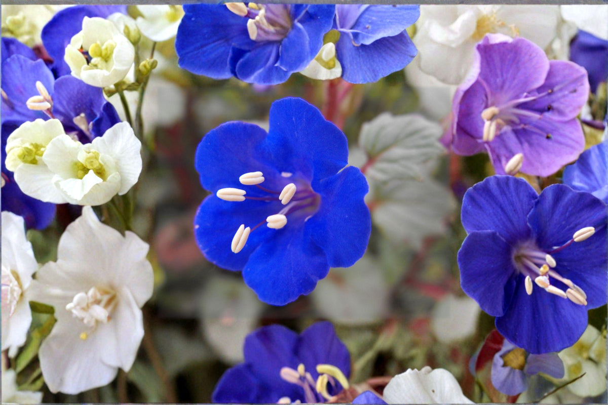 100 California Bluebells Seeds - Phacelia campanularia - Desert Wildflower - Pollinator Friendly Gardening Seeds