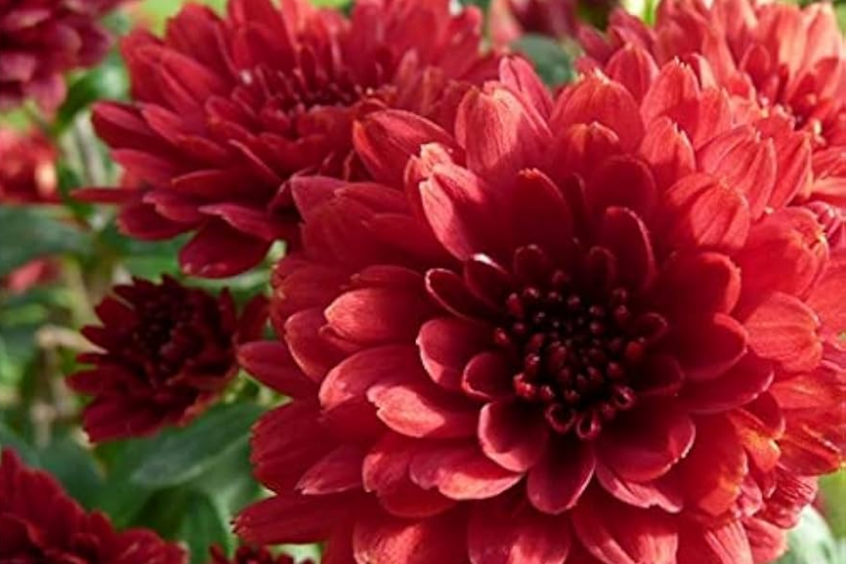 Magic Cranberry Mum Seeds - 200+ Chrysanthemum morifolium - Colorful Fall Blooms for Garden - Deep Red Flower Seeds