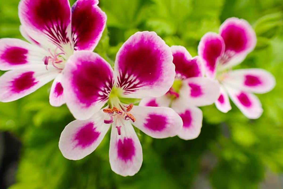 Geranium Seeds 100+ Pack - Non-GMO Fragrant Pelargonium - Easy to Grow Annual Flowers for Garden & Pots