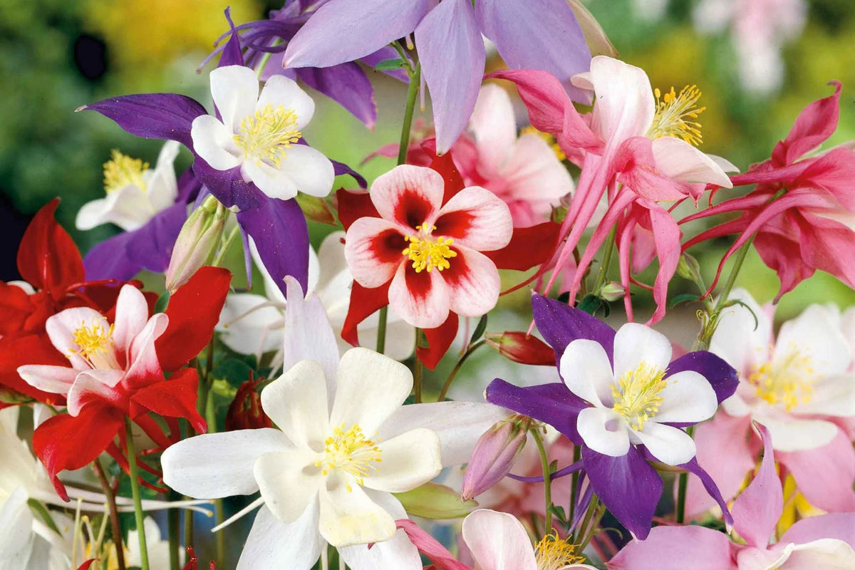 McKana Giant Mix Columbine Seeds | Red, White, Yellow, Purple | Aquilegia hybrida | Perennial | Attracts Hummingbirds