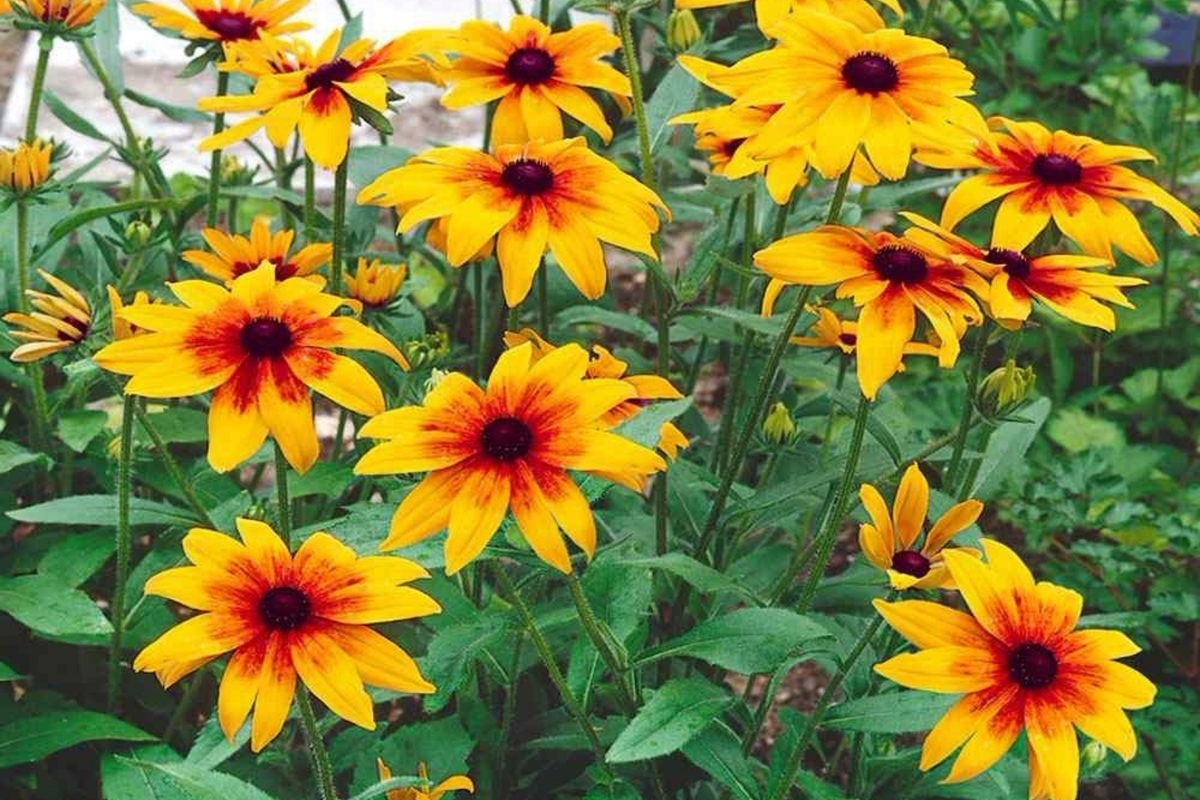 Cherokee Blush Rudbeckia Seeds - 125+ Annual Flower Seeds - Rudbeckia hirta - Pink and Yellow Blooms for Garden