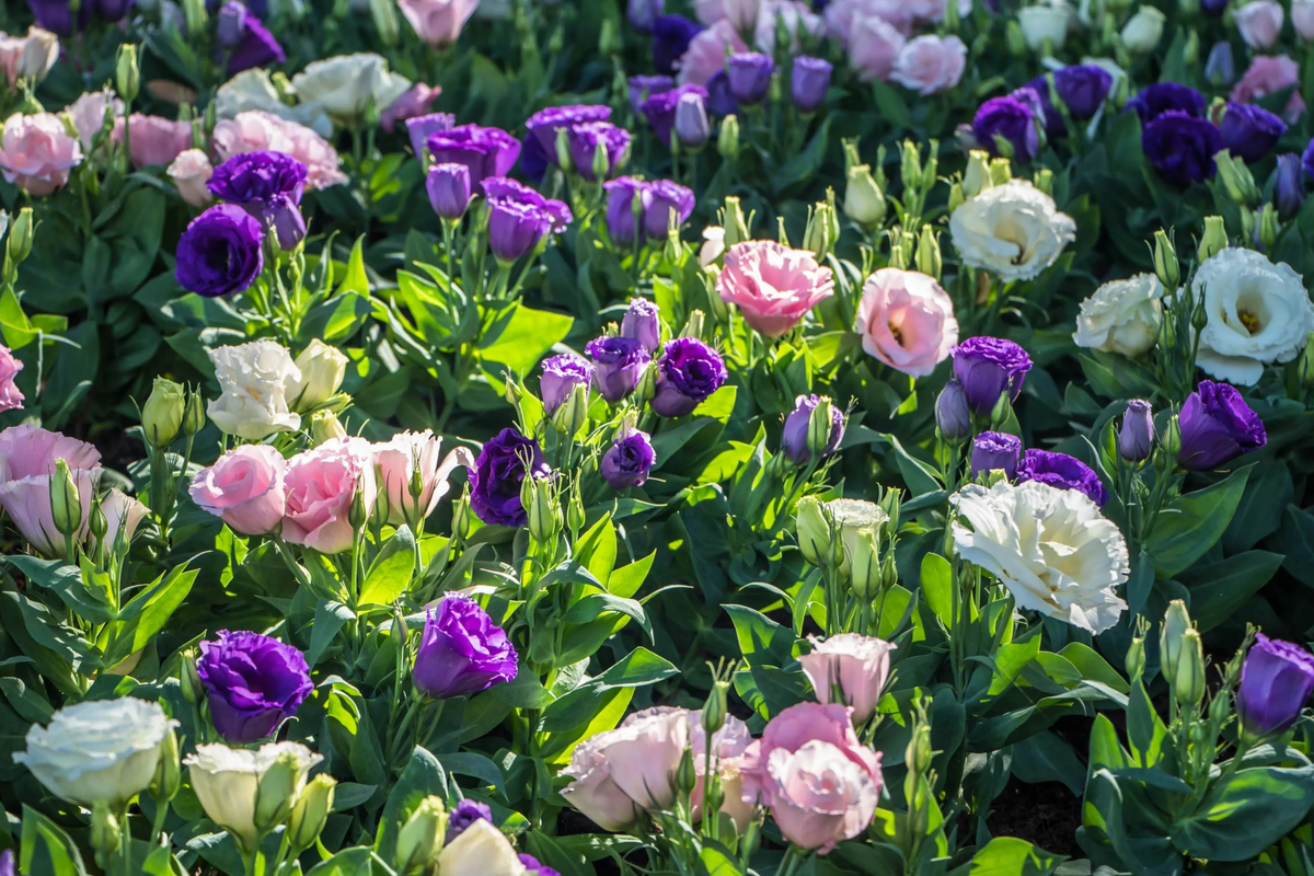 Lisianthus Seeds - 100 Non-GMO Heirloom Flower Seeds for Garden Bloom, Eustoma grandiflorum - Vibrant Colors, Easy to Grow