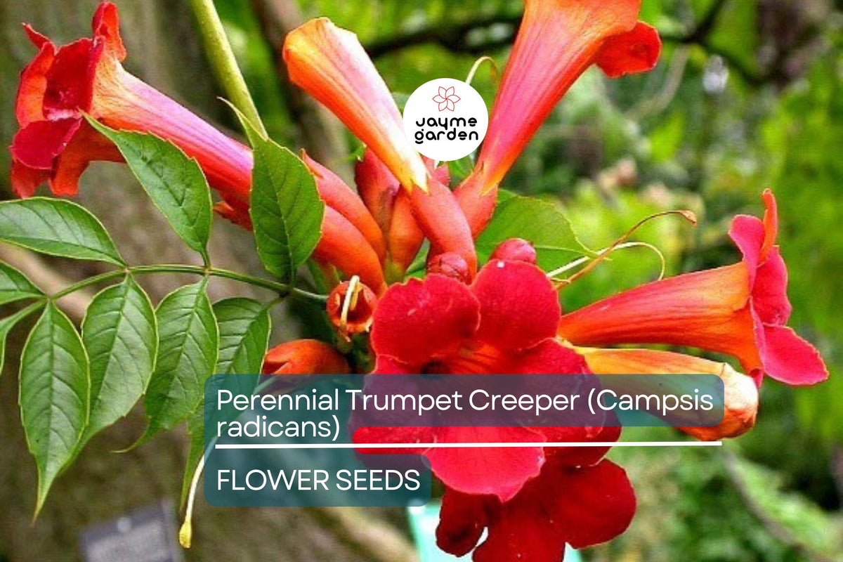 Trumpet Creeper Seeds - 100+ Campsis radicans - Fast-Growing Orange-Red Vine for Hummingbirds & Butterflies - USA Seller