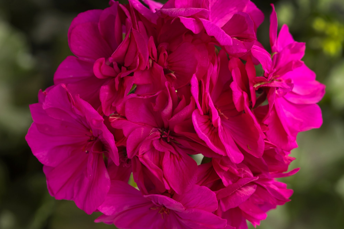 Geranium Seeds - 100+ Count - Cascade Violet - Fragrant Flower - Non-GMO - Pelargonium zonale - Easy to Grow