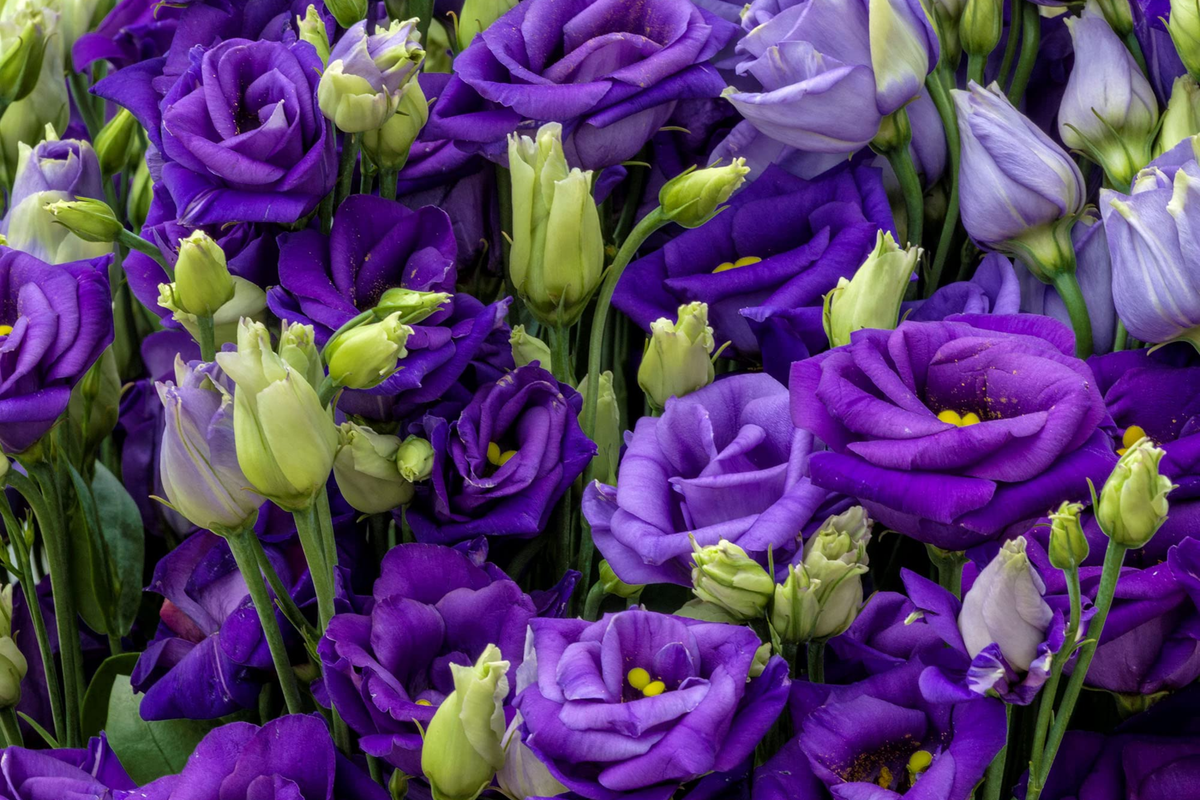 Lisianthus Seeds - 1000 Mixed Color Eustoma grandiflorum - Thornless, Premium Quality Flower Seeds for Garden and Arrangements