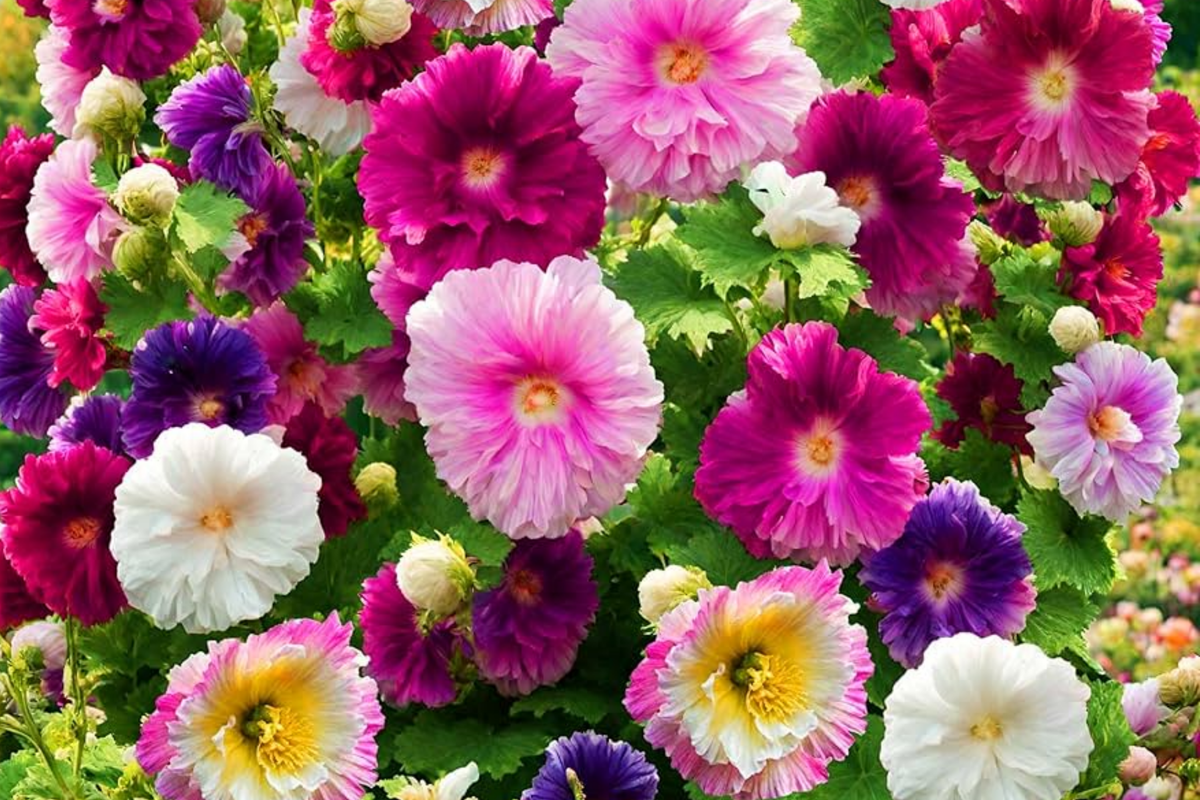 Hollyhock Seeds Packet | Summer Carnival Mix | Heirloom Non-GMO | Alcea rosea | Vibrant Pink, Red, Yellow, White Blooms