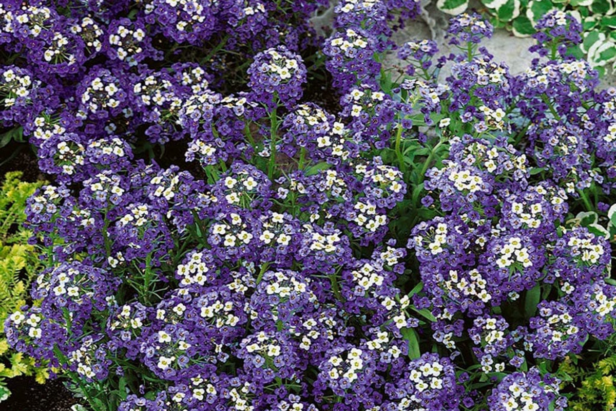 Alyssum Seeds - Violet Queen Heirloom Purple Flower - Lobularia maritima - Non-GMO, Easy to Grow, 500 Seeds Packet