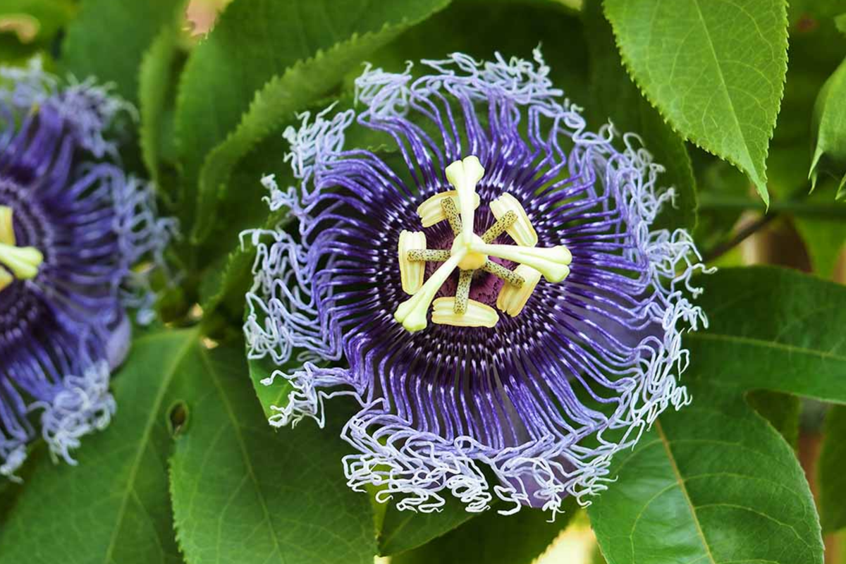 Purple Passion Fruit Seeds - Granadilla Vine - Passiflora edulis - Edible Fruit Garden Plant - Pack of 20 Seeds